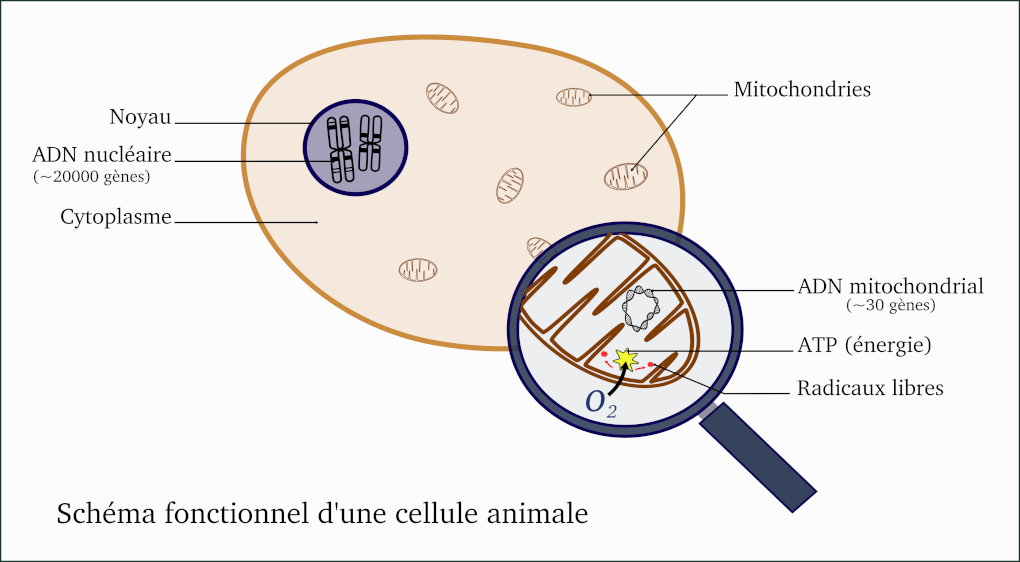 Schema de cellule - Crdit Nathanaelle Saclier